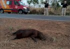 Motociclista colide com capivara e fica ferido na BR-435, em Colorado do Oeste