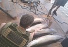 Operação no Rio Madeira apreende mais de 800 kg de pescado irregular e arma de fogo