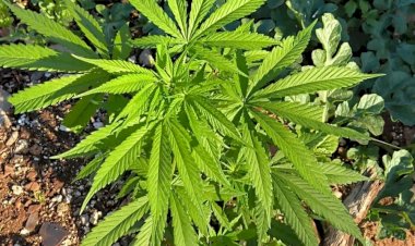 Homem é preso em Vilhena com drogas, dinheiro e pé de maconha no quintal