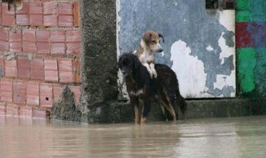 Cão é deixado na chuva após suposto abandono, e caso mobiliza a polícia em Vilhena