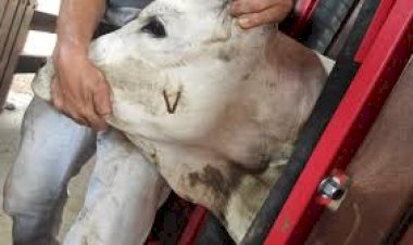 Produtores rurais de Rondônia já podem declarar vacinação contra brucelose de forma online