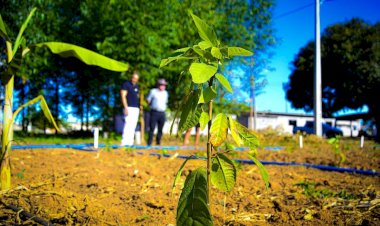 Vilhena lança vitrine tecnológica com clones de café e cacau durante a Sicoob Agroshow 2025