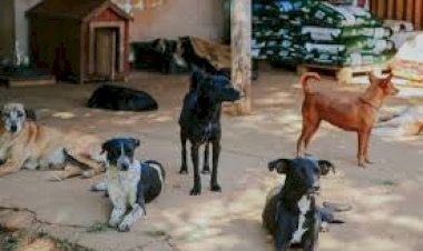 Prefeitura de Vilhena mantém atendimento diário a mais de 200 animais em abrigo provisório