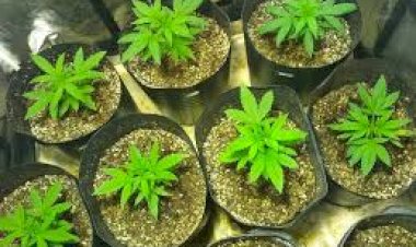 Jovem monitorado por tornozeleira é preso por cultivar maconha em casa em Vilhena