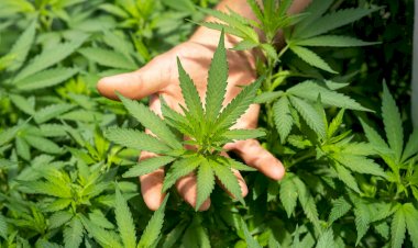 Polícia Civil recupera celular roubado e encontra plantação de maconha em Ji-Paraná