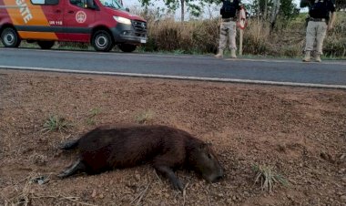 Motociclista colide com capivara e fica ferido na BR-435, em Colorado do Oeste