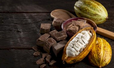 Rondônia lança campanha para cadastro obrigatório de lavouras de cacau