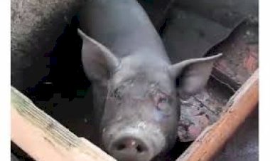 Porcos de vizinho invadem propriedade e destroem plantação no setor chacareiro de Vilhena