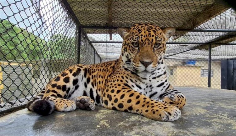 Onça-pintada é resgatada em área urbana de Ji-Paraná e será devolvida à natureza