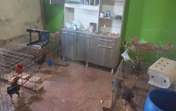 Polícia resgata 14 galos usados em rinha e encontra crianças sozinhas em casa em Vilhena