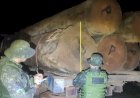 Operação Protetor dos Biomas apreende mais de 160 m³ de madeira e 11 veículos em menos de quatro dias em Rondônia