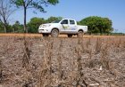 PRODUTORES DEVEM FICAR ATENTOS: vazio sanitário da soja começa em Rondônia e proíbe plantas vivas por 90 dias