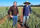 Vereador Elói Ronsani reforça apoio à agricultura familiar durante visita a produtores rurais de Cerejeiras