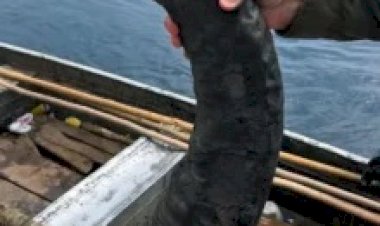 PF prende dupla com armas e partes de búfalos em área protegida de Rondônia