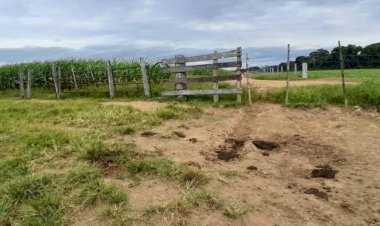 Pecuarista denuncia furto e abate clandestino de novilha em fazenda de Pimenteiras do Oeste