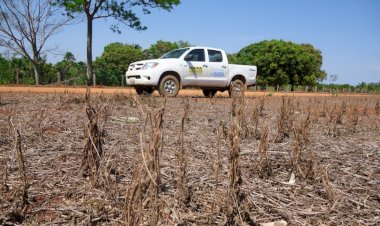 PRODUTORES DEVEM FICAR ATENTOS: vazio sanitário da soja começa em Rondônia e proíbe plantas vivas por 90 dias
