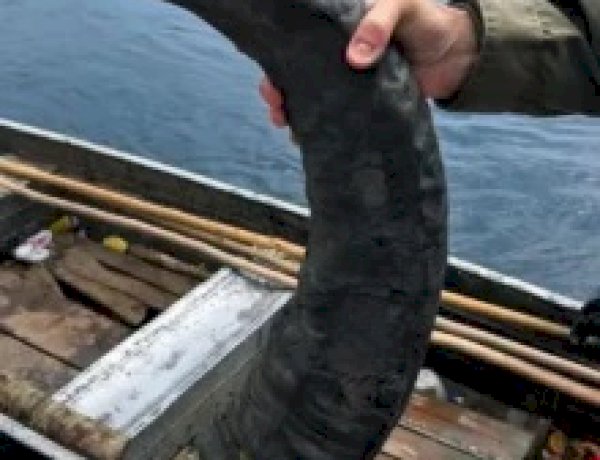 PF prende dupla com armas e partes de búfalos em área protegida de Rondônia