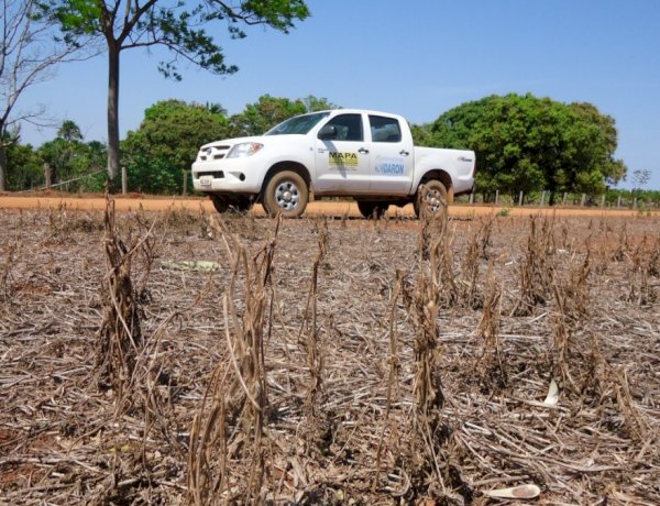 PRODUTORES DEVEM FICAR ATENTOS: vazio sanitário da soja começa em Rondônia e proíbe plantas vivas por 90 dias
