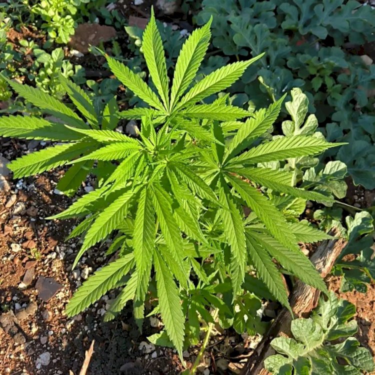 Homem é preso em Vilhena com drogas, dinheiro e pé de maconha no quintal