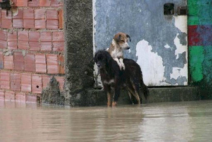 Cão é deixado na chuva após suposto abandono, e caso mobiliza a polícia em Vilhena