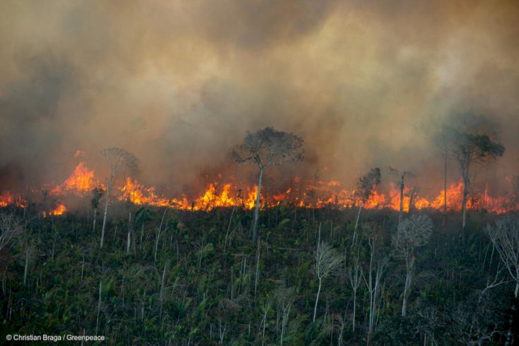 Governo de Rondônia intensifica ações contra queimadas e reforça compromisso ambiental