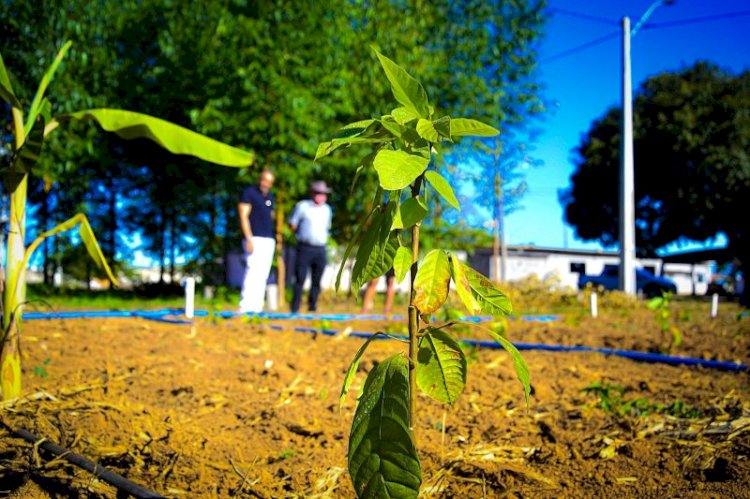 Vilhena lança vitrine tecnológica com clones de café e cacau durante a Sicoob Agroshow 2025