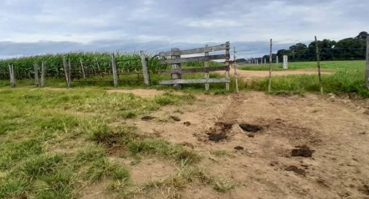 Pecuarista denuncia furto e abate clandestino de novilha em fazenda de Pimenteiras do Oeste