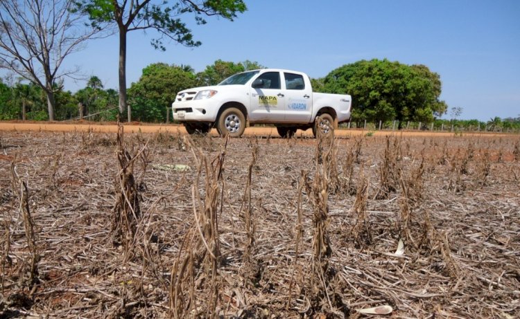 PRODUTORES DEVEM FICAR ATENTOS: vazio sanitário da soja começa em Rondônia e proíbe plantas vivas por 90 dias