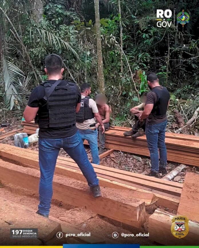 Polícia Civil flagra extração ilegal de castanheira e prende dois suspeitos em Nova Mamoré