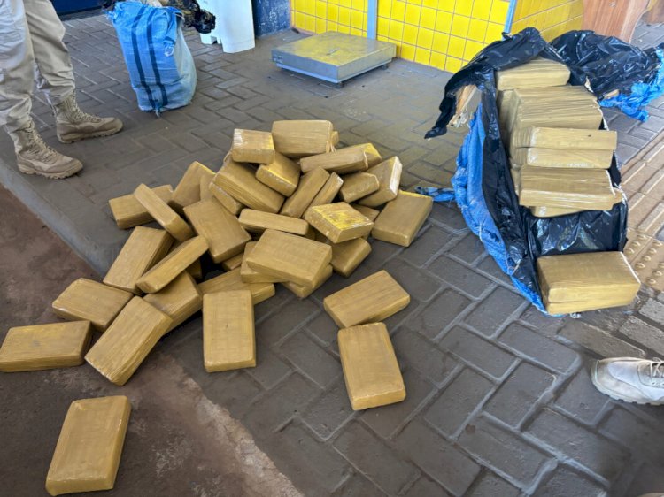 PRF apreende mais de 200 kg de skunk escondidos em carga de paletes na BR-364, em Vilhena